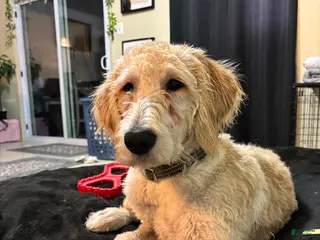 Mixed Breed dogs Mixed Breed Puppy 1 - Ad 30