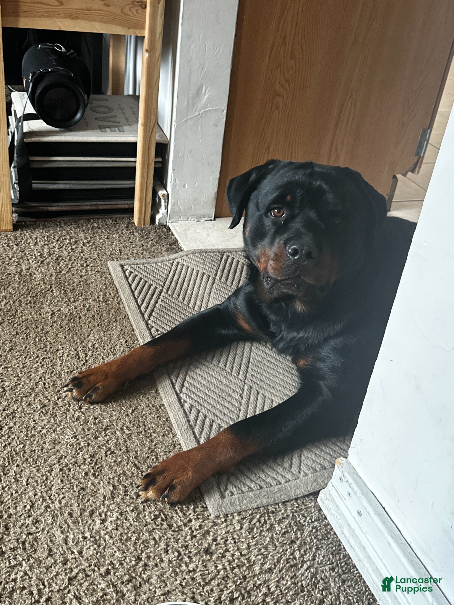 Rottweiler dogs for sale: Rottweiler Puppy 5 - Ad 2