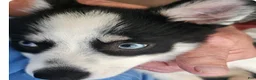 Pomsky dogs for sale: Pomsky 1 - Ad 5