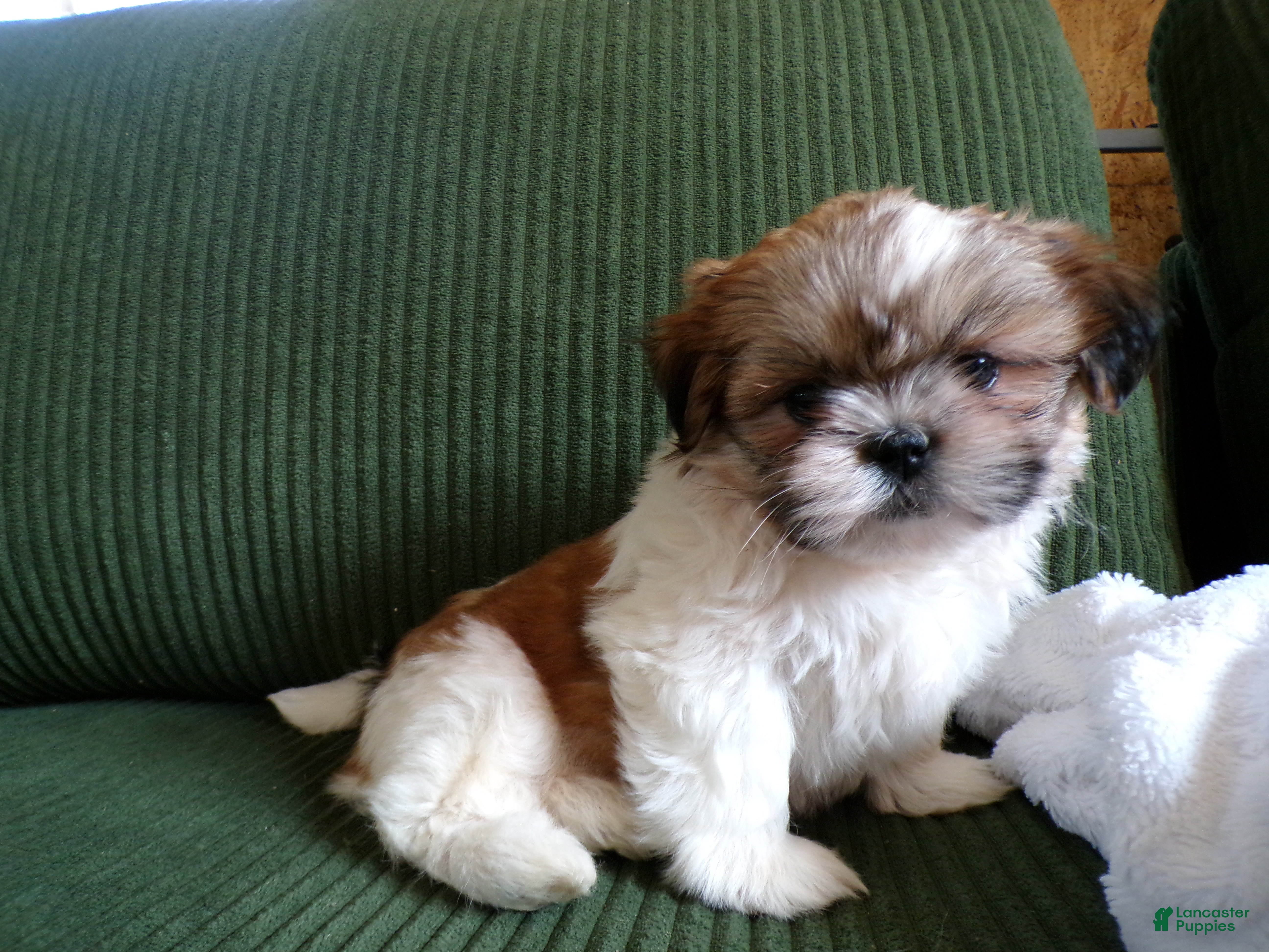 Shih Tzu dogs Oliver - Ad 1