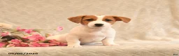 Jack Russell Terrier dogs for sale: Rosie - Ad 5