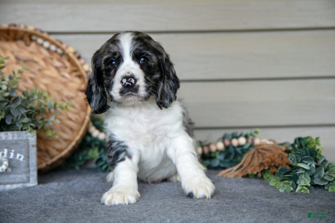 Springer Spaniel Puppy Blue Eyes Welsh Springer Spaniel Price