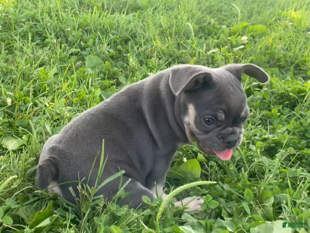 French Bulldog dogs Blue Princess- Frenchie - Ad 1