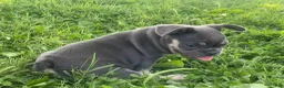 French Bulldog dogs for sale: Blue Princess- Frenchie - Ad 1