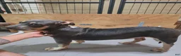 American Bully dogs for sale: American Bully 3 female - Ad 3