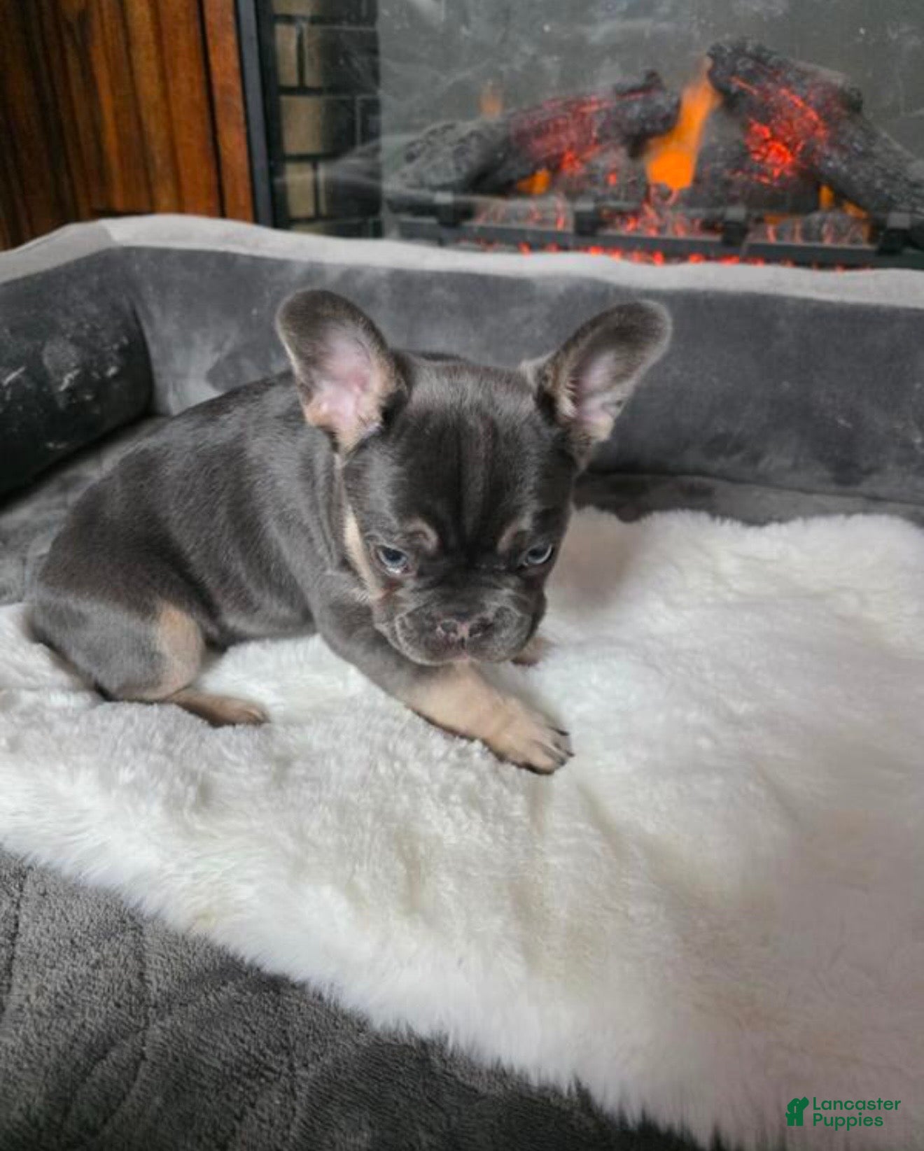 French Bulldog dogs French Bulldog Puppy 6 - Ad 2