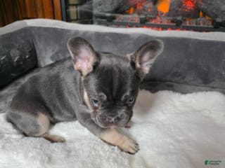 French Bulldog dogs French Bulldog Puppy 6 - Ad 3