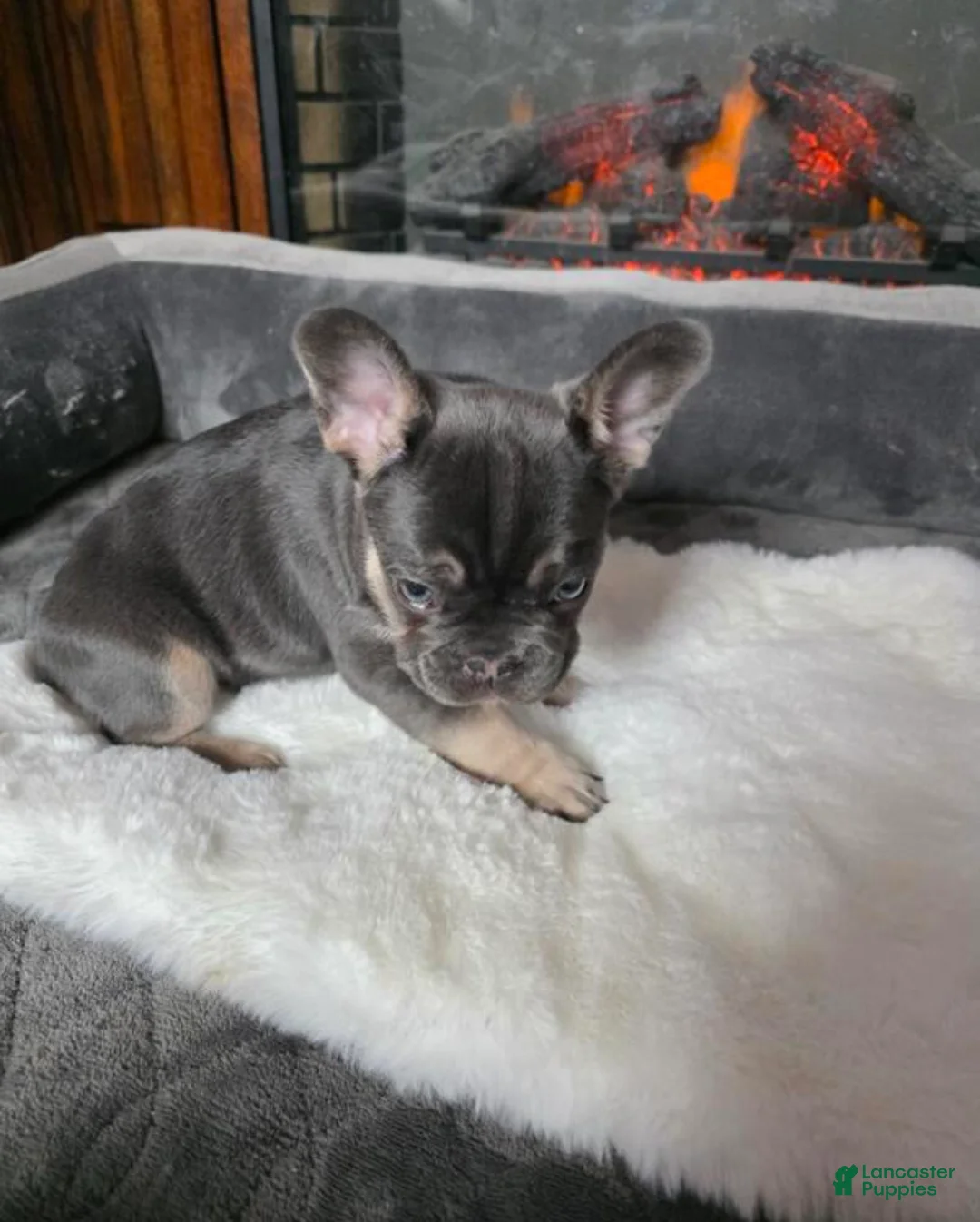 French Bulldog dogs for sale: French Bulldog Puppy 6 - Ad 1