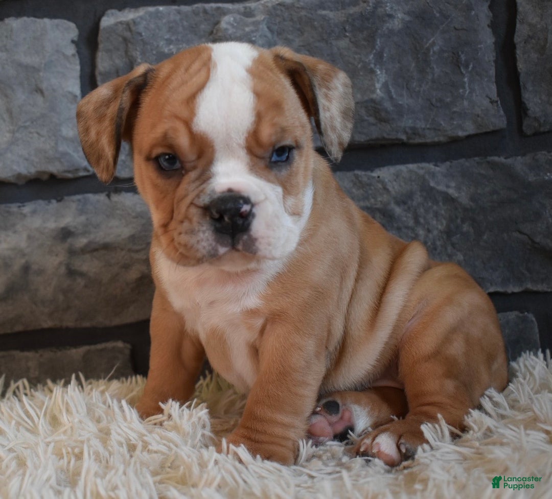 Mixed Breed dogs for sale: Bonnie  - Ad 1