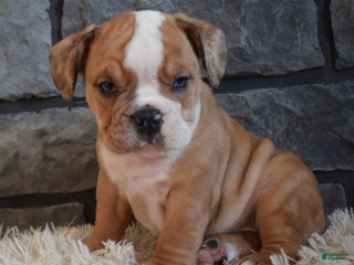 Mixed Breed dogs Bonnie - Ad 4