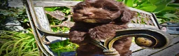 Havapoo dogs for sale: Jolene-LABOR DAY SALE-TAKE $100 OFF!!! - Ad 4