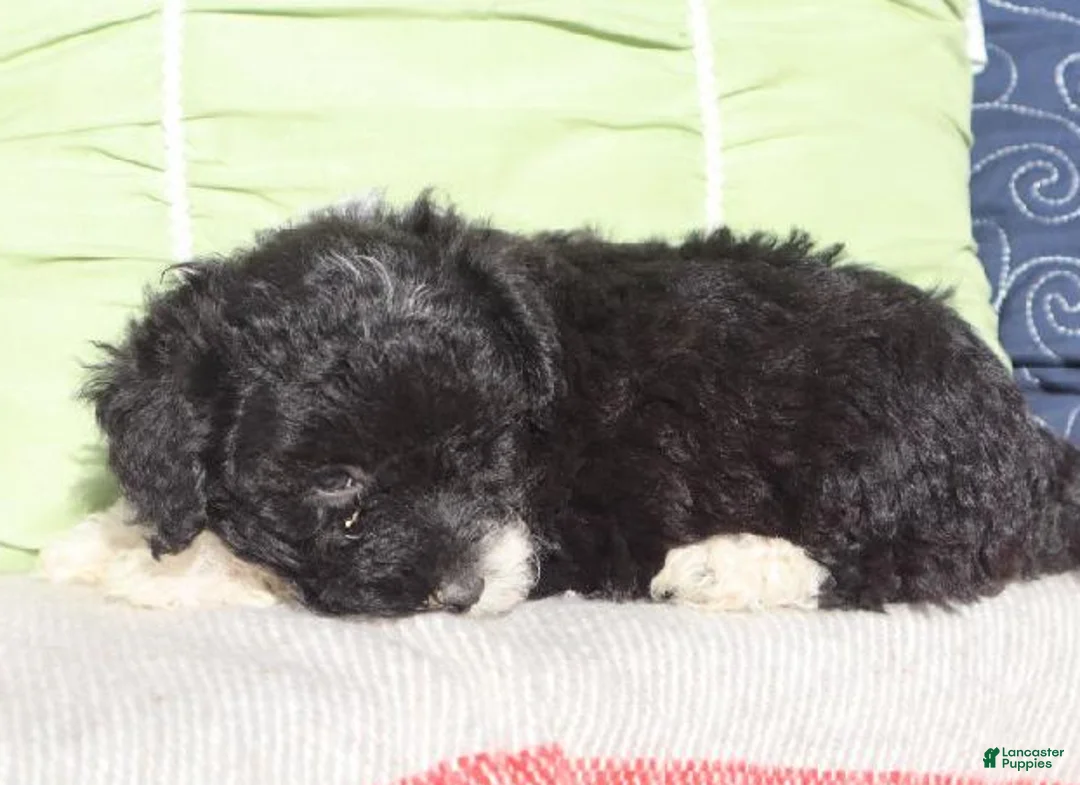 Bichpoo dogs for sale: Kameo - Ad 3