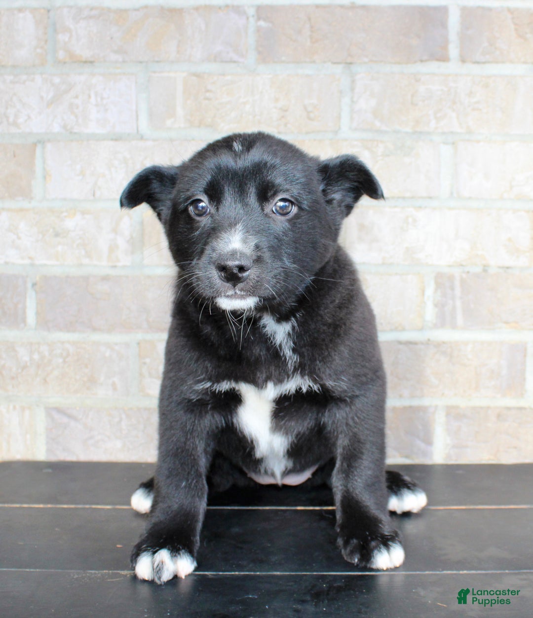 Mixed Breed dogs for sale: Sasha - Ad 4