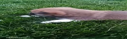 Shiba Inu dogs for sale: Willy - Ad 7