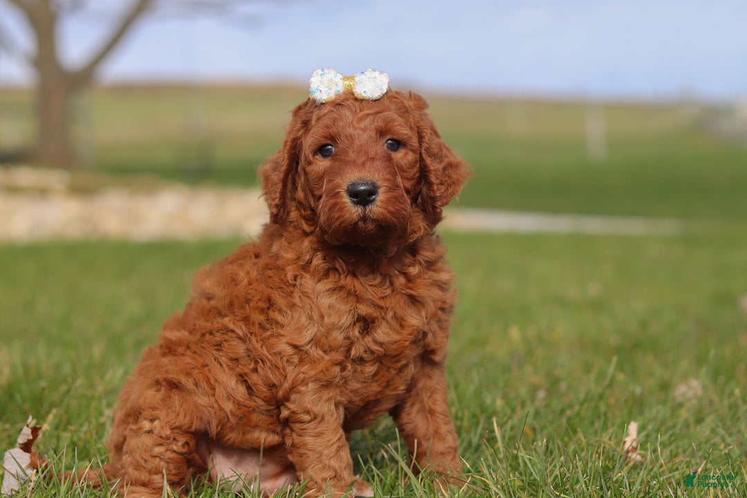 Goldendoodle dogs for sale: Peppermint - Ad 3