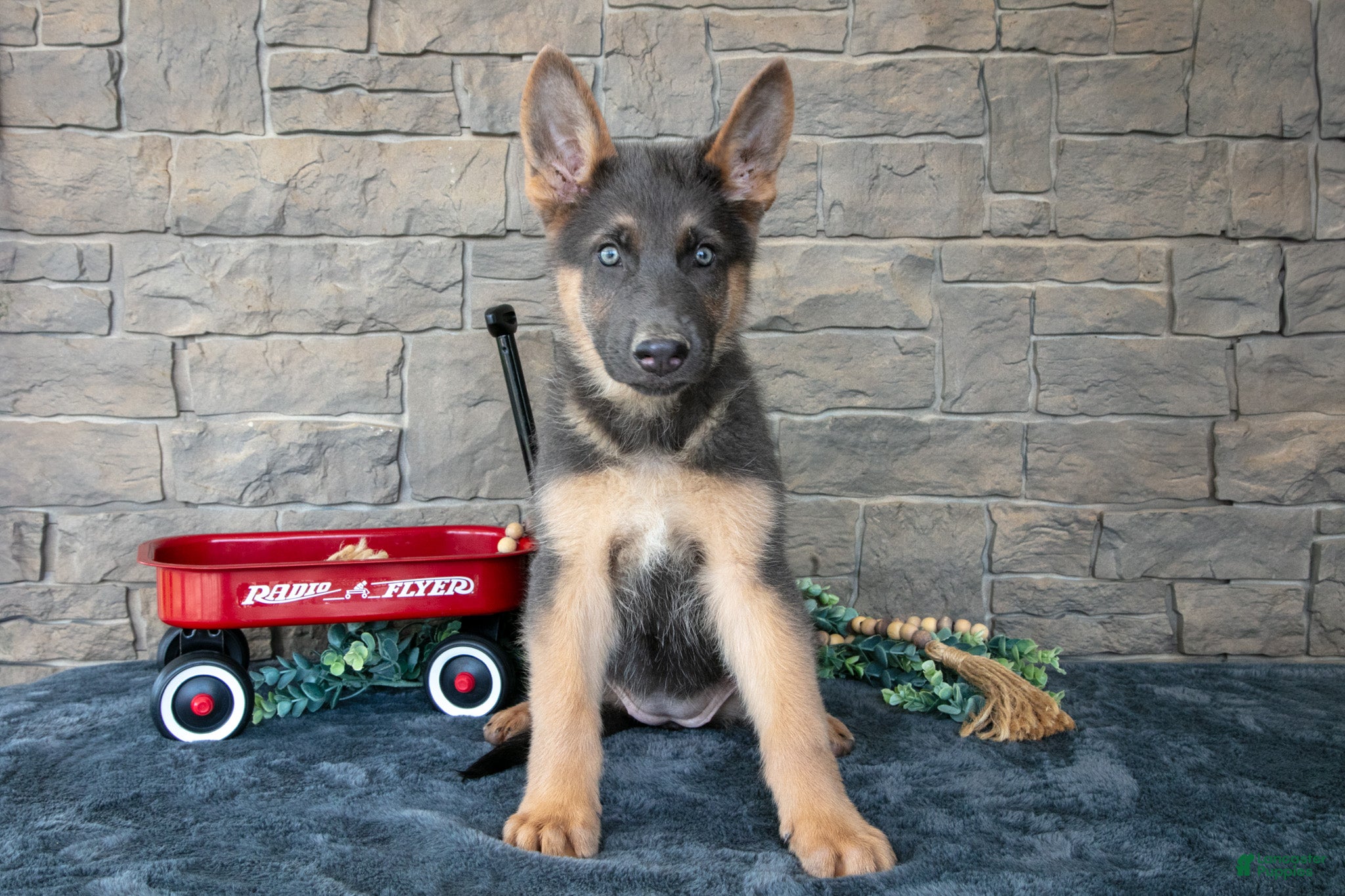 German Shepherd dogs Allie - Ad 1