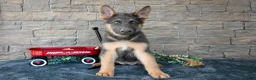 German Shepherd dogs for sale: Allie - Ad 1