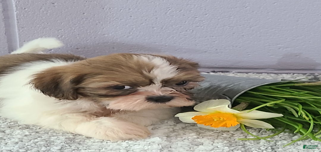 Gallery Image {{count}}