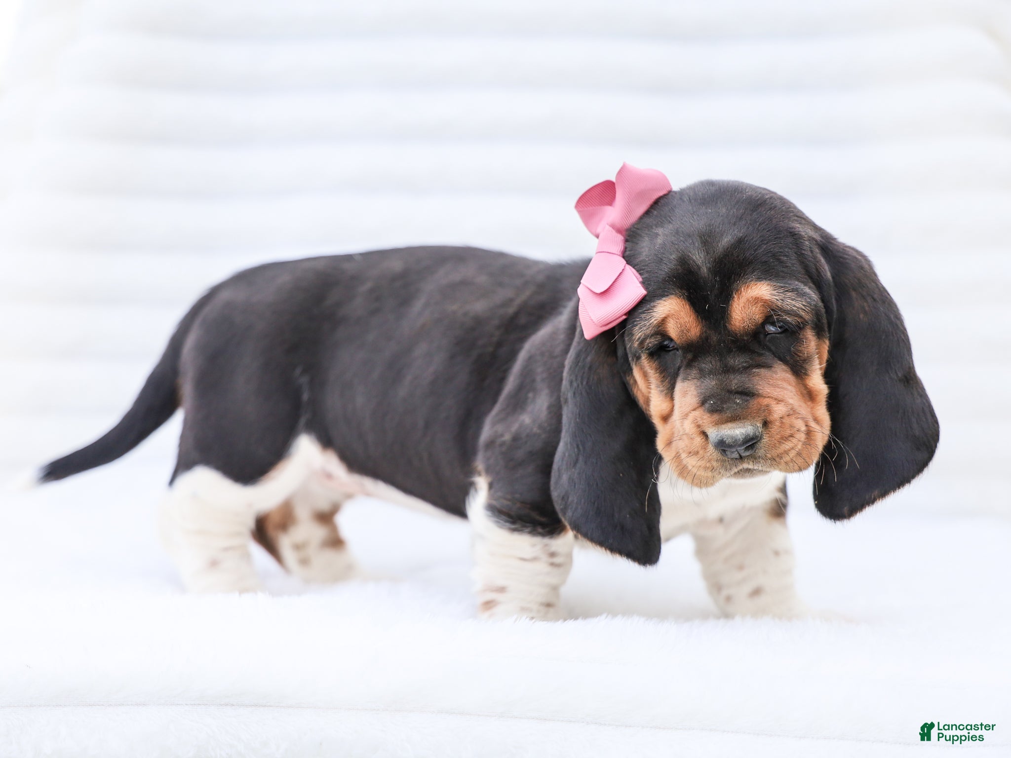 Basset Hound dogs Ellie Purebred Basset Hound Pup - Ad 2