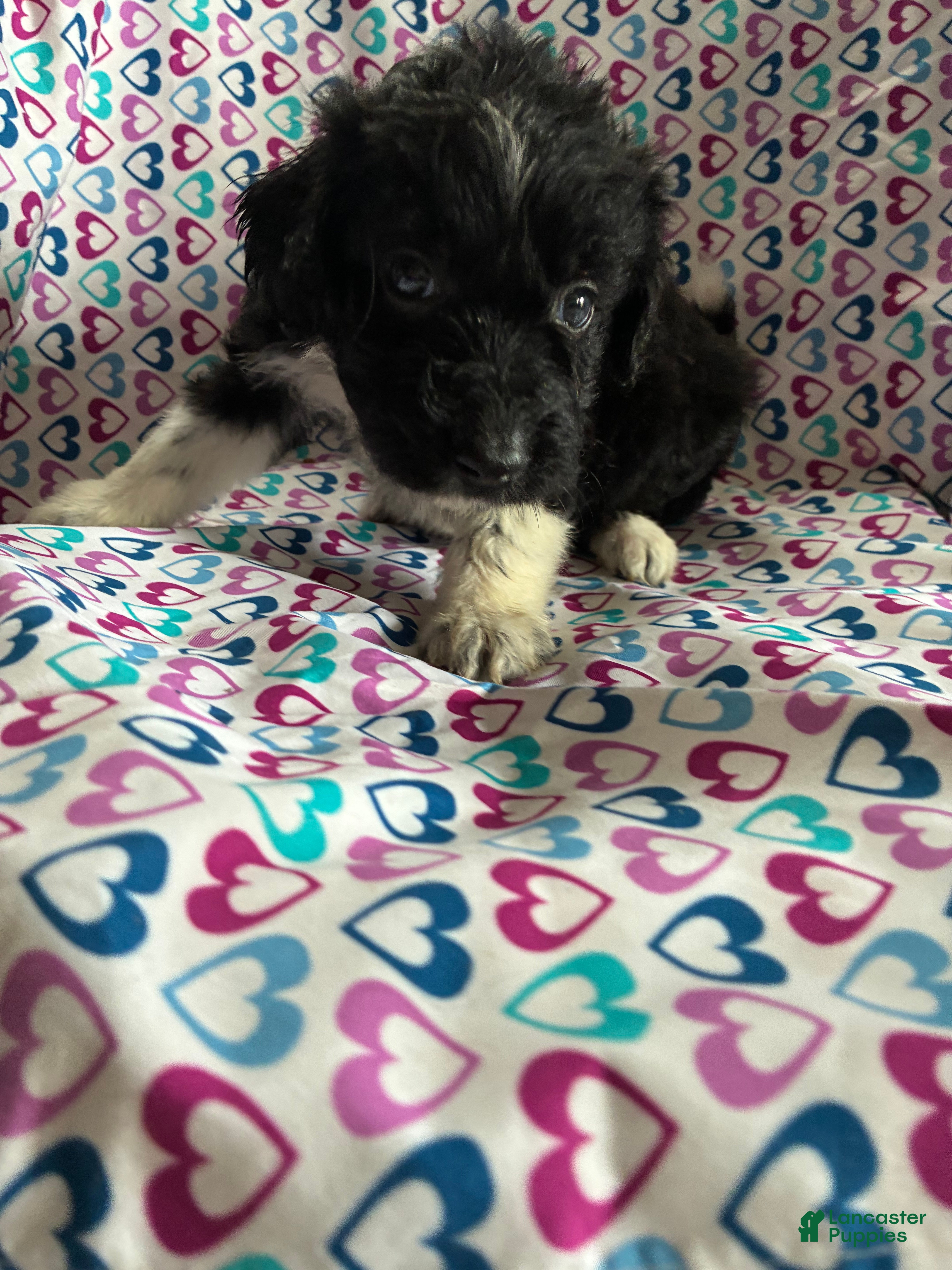 Aussiedoodle dogs Aussiedoodle 7 - Ad 1
