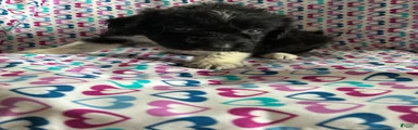 Aussiedoodle 7