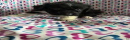 Aussiedoodle dogs for sale: Aussiedoodle 7 - Ad 1