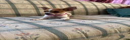 Chihuahua dogs for sale: ♡ Bobbi Girl ♡  - Ad 14