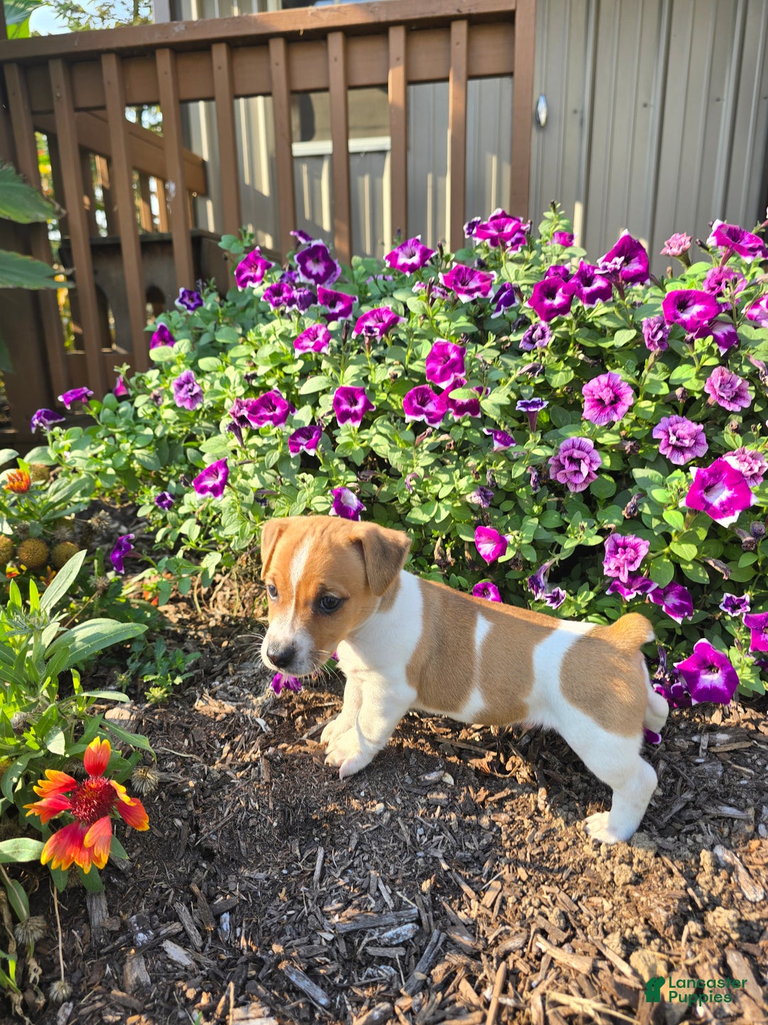 Jack Russell Terrier dogs for sale: Walter - Ad 3