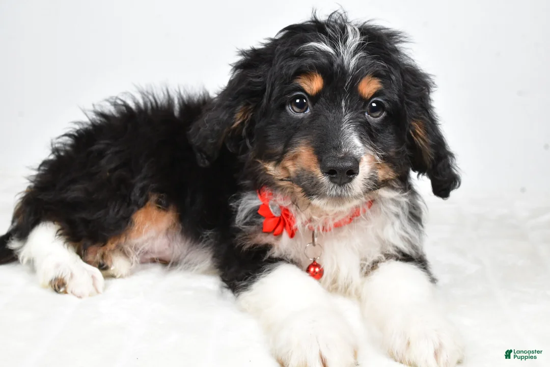 Mini Aussiedoodle dogs for sale: Logan - Ad 3