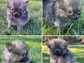 Pomeranian dogs - Ad 21