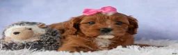 Cavapoo dogs for sale: Mia Rose🎀 - Ad 4