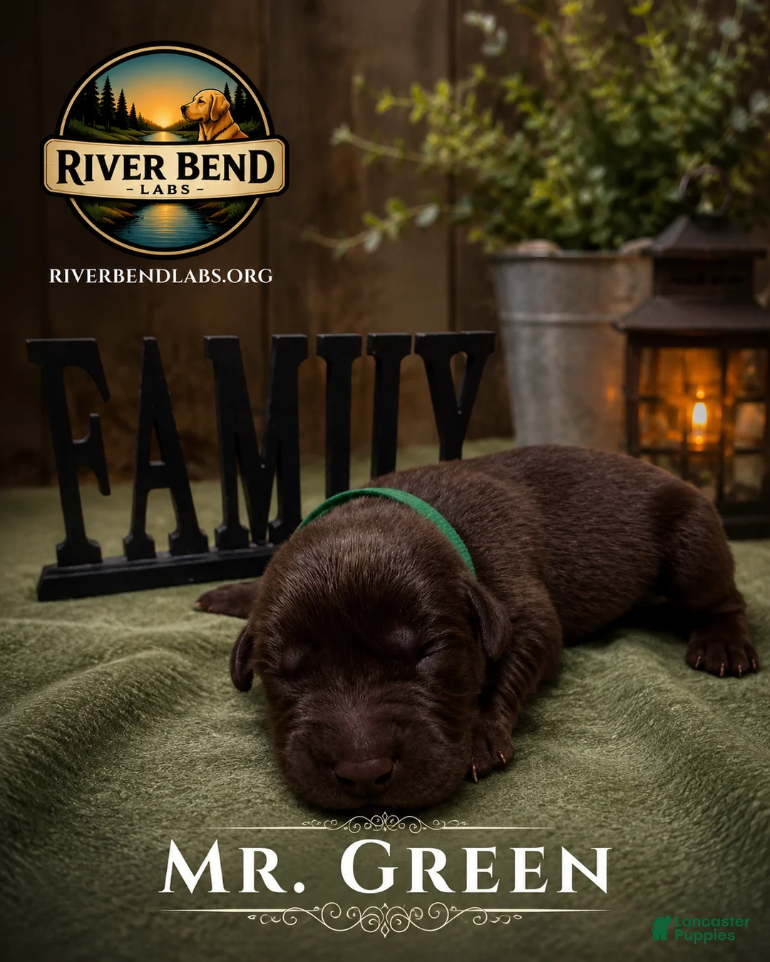 Labrador Retriever dogs for sale: Mr. Green - Ad 1