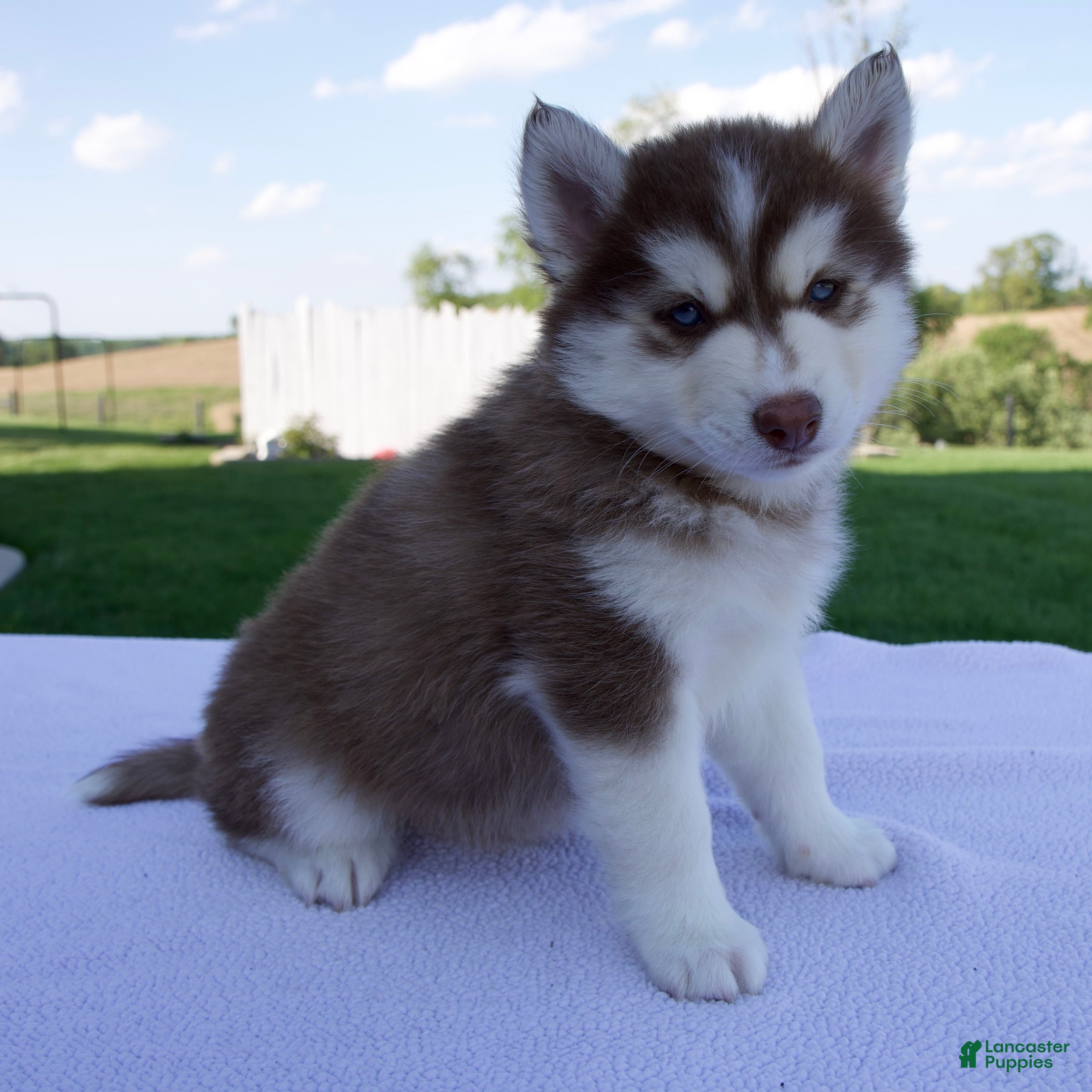 Pomsky dogs Scout - Ad 2