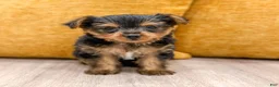Yorkshire Terrier dogs for sale: Penny - Ad 8