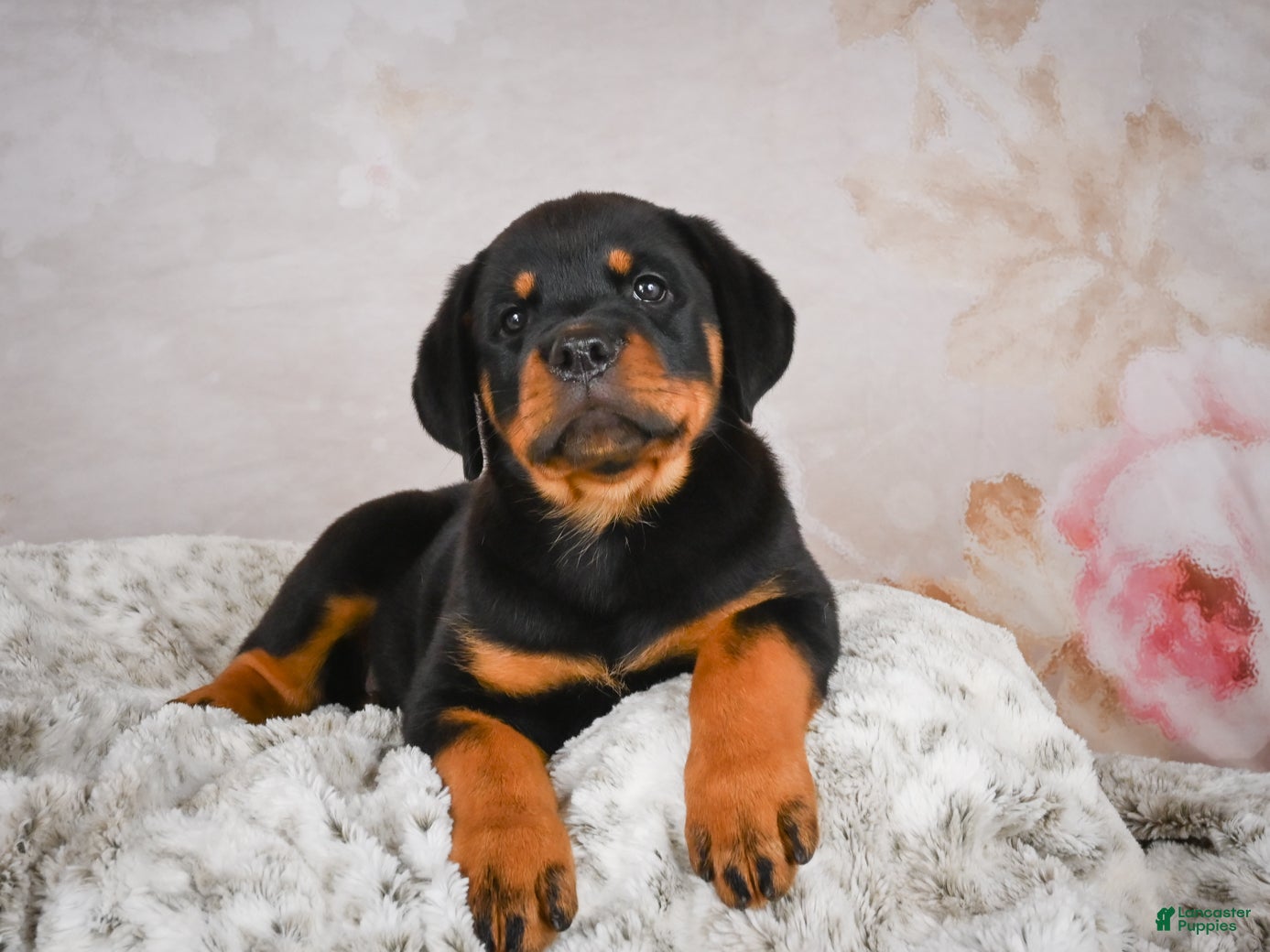 Rottweiler dogs  Hazel 🐾 - Ad 2