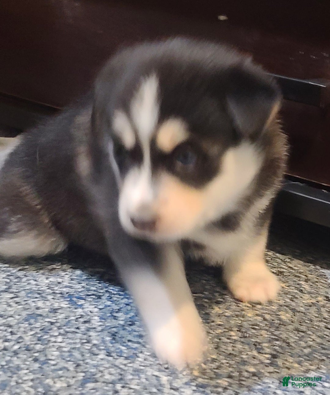 Pomsky dogs for sale: Roxy - Ad 4