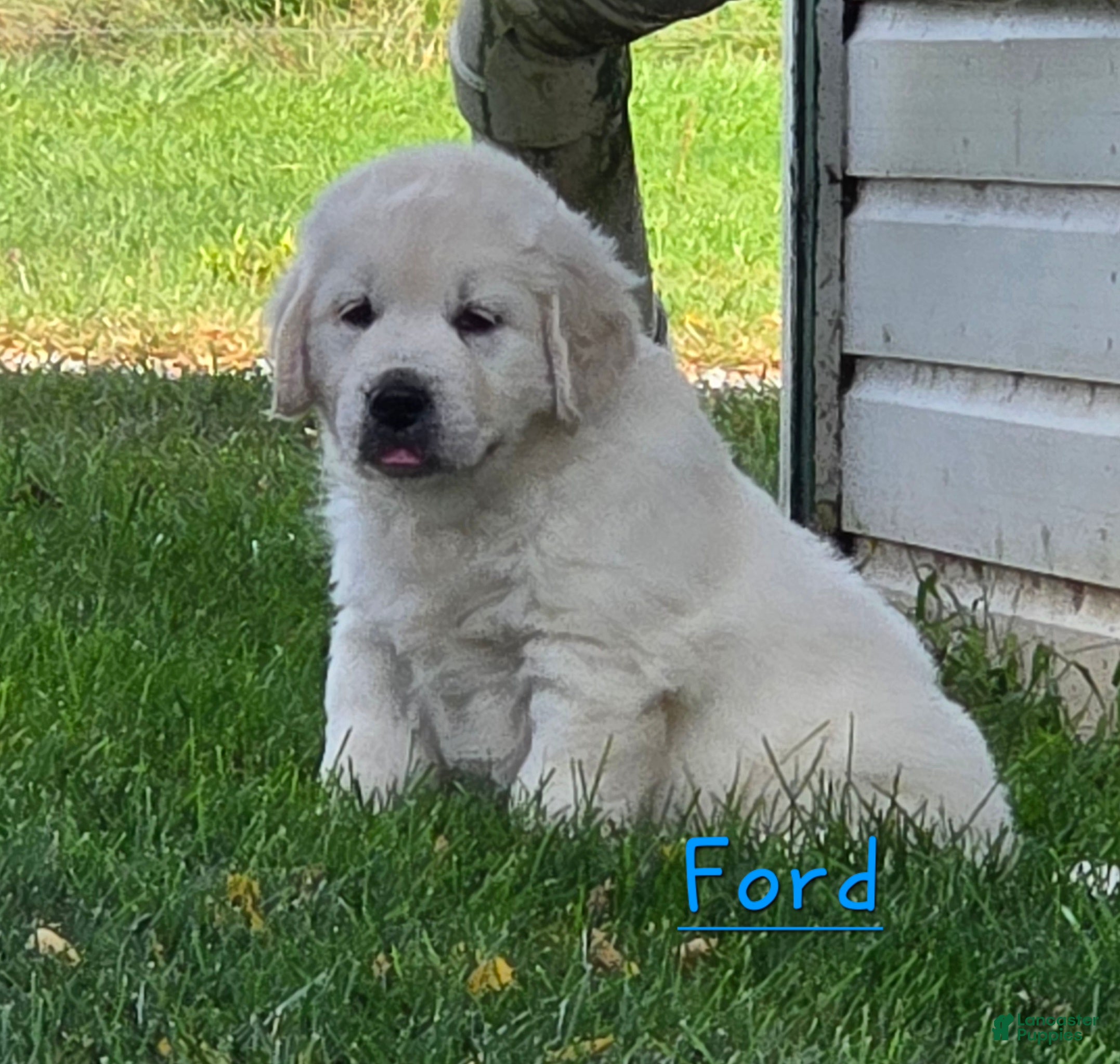 Golden Retriever dogs Ford - Ad 1
