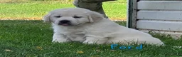 Golden Retriever dogs for sale: Ford - Ad 1