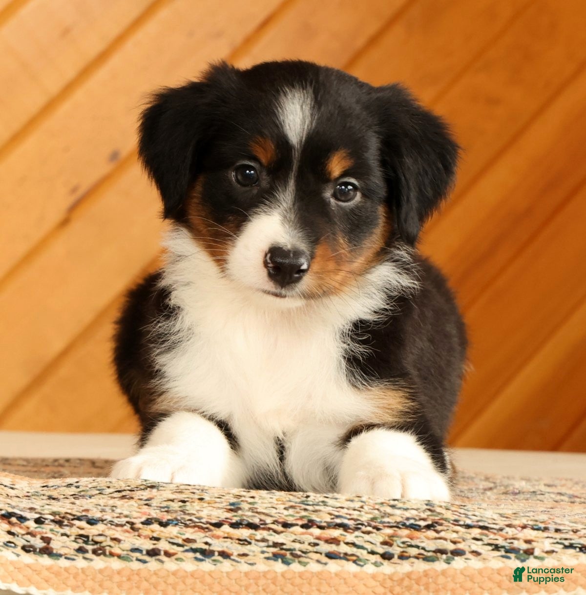 Australian Shepherd dogs Betsy - Ad 2
