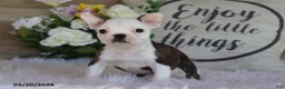 Frenchton dogs for sale: Marly - Ad 5