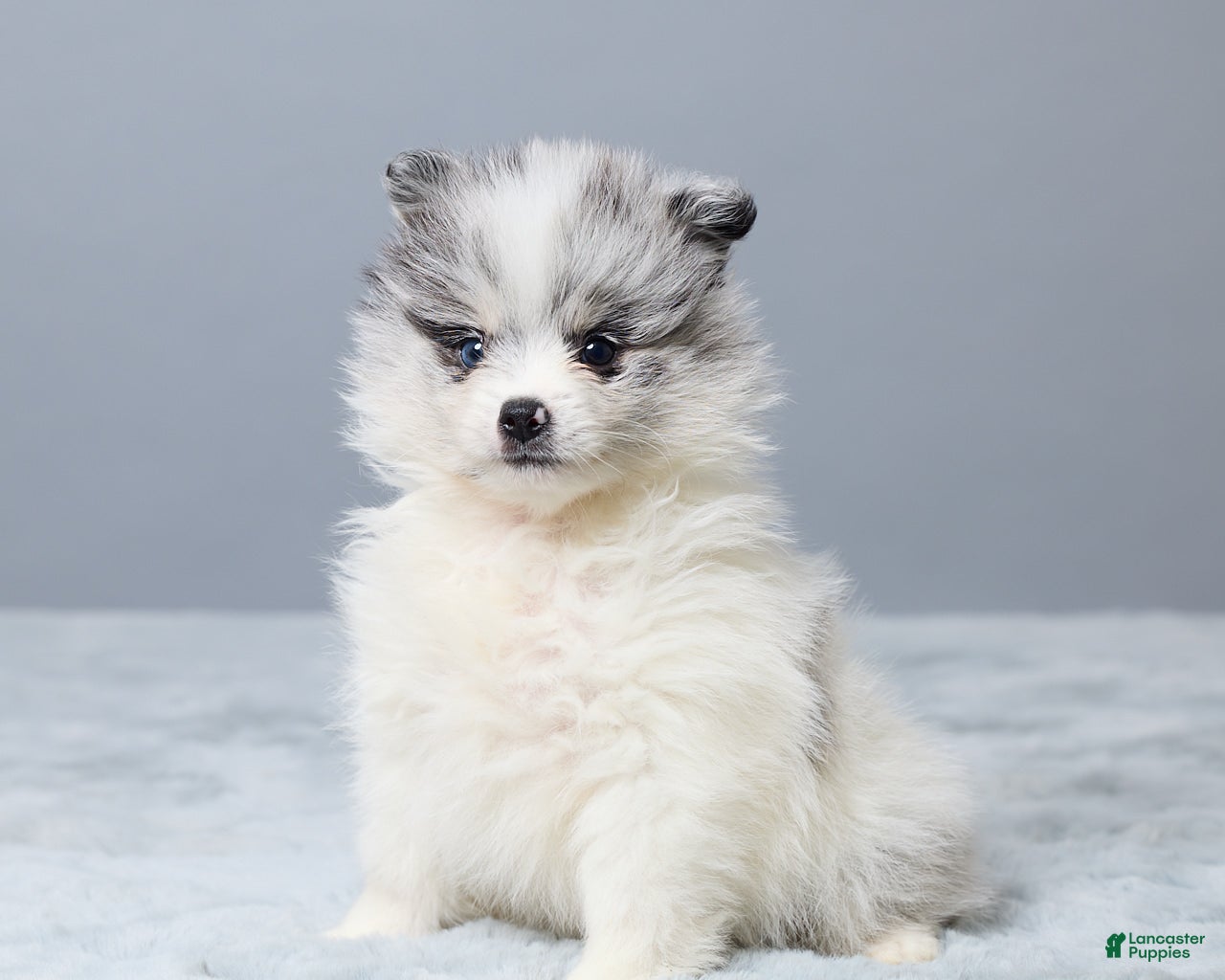 Pomeranian dogs Theo - Ad 2