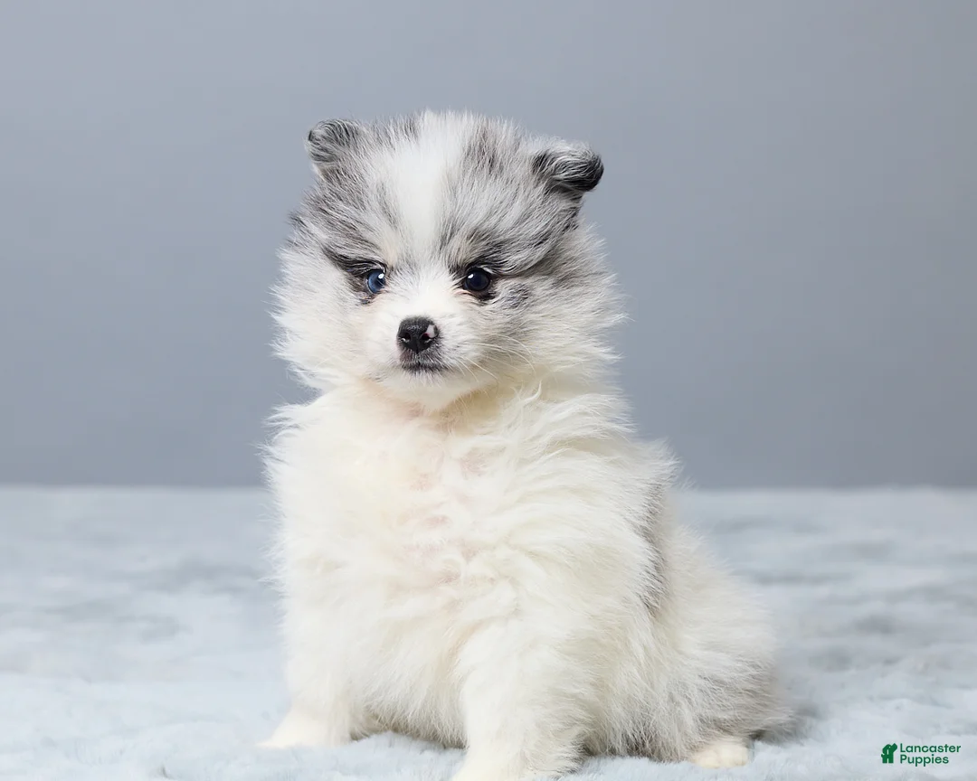 Pomeranian dogs for sale: Theo - Ad 2