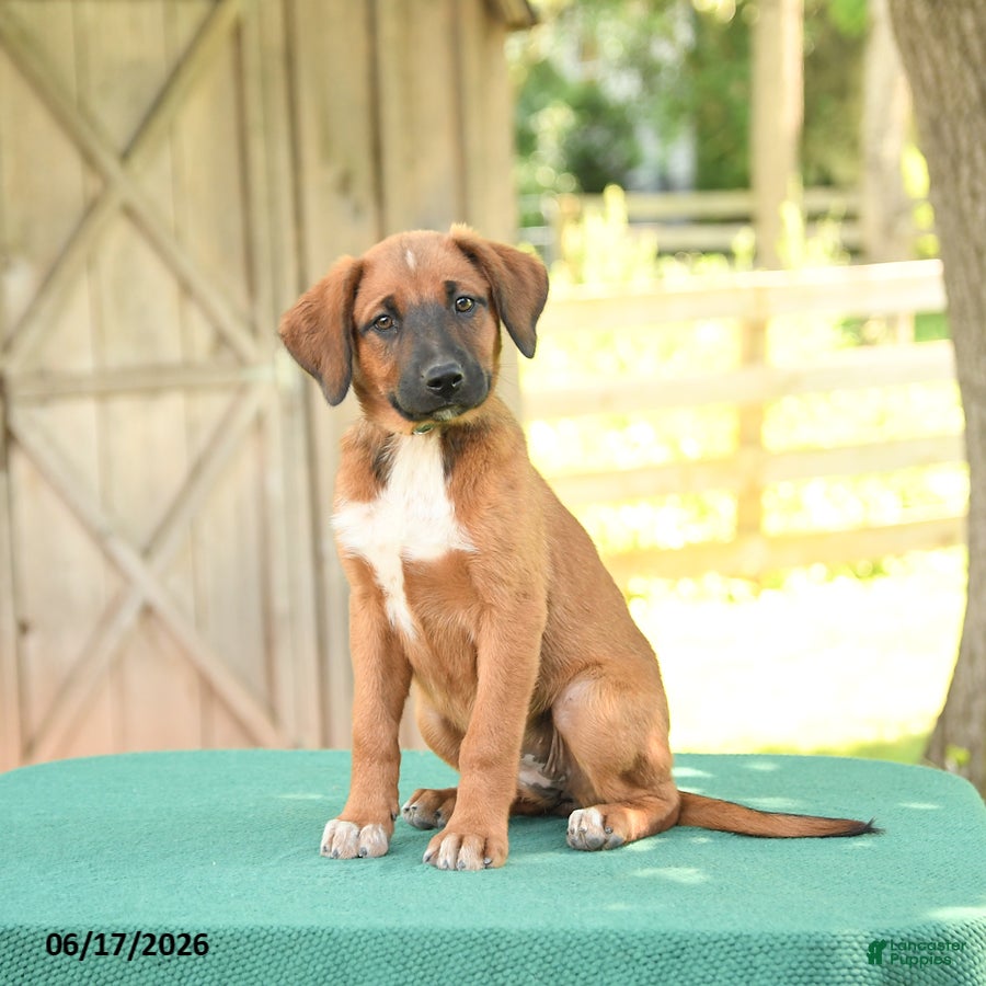 Mixed Breed dogs Sky - Ad 1