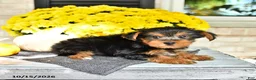 Yorkshire Terrier dogs for sale: Rico  - Ad 3