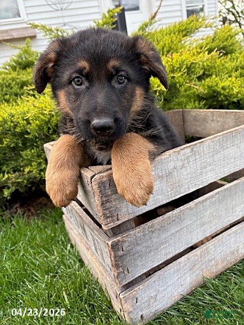 German Shepherd dogs Scout  - Ad 1