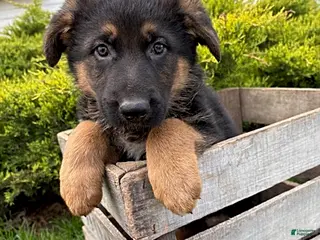 German Shepherd dogs for sale: Scout - Ad 4
