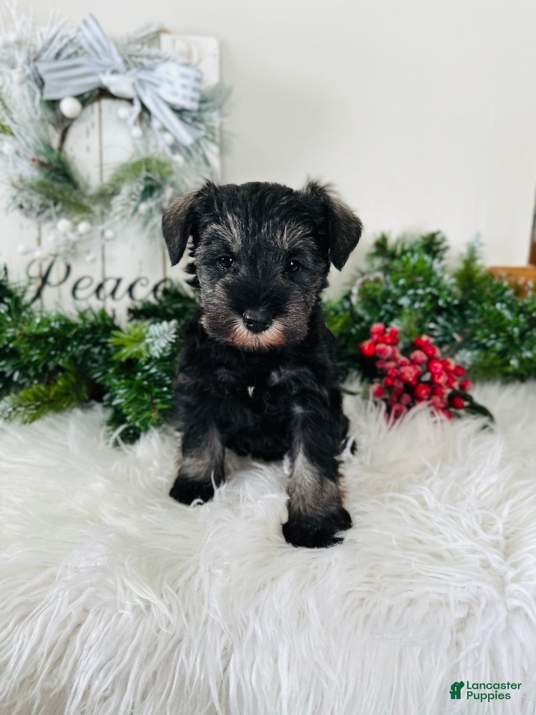 Miniature Schnauzer dogs for sale: Izzy - Ad 6