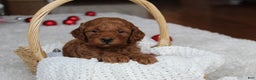 Cavapoochon dogs for sale: Malcolm - Ad 2
