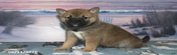 Shiba Inu dogs for sale: Charity - Ad 4