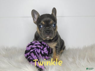 French Bulldog dogs for sale: Twinkle - Ad 2